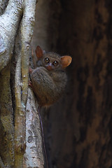Image showing Spectral tarsier