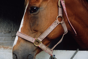 Image showing Horse's head