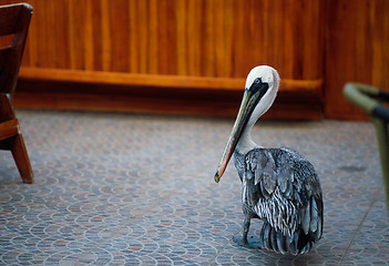 Image showing Pelican