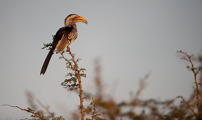 Image showing Southern Yellowbilled Hornbill