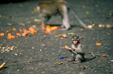Image showing Young monkey