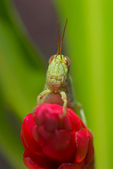 Image showing Grasshopper