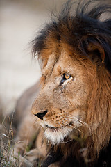 Image showing Older male lion
