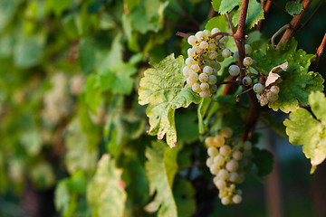 Image showing Grapes growing