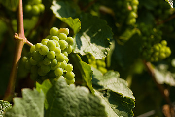 Image showing Grapes growing