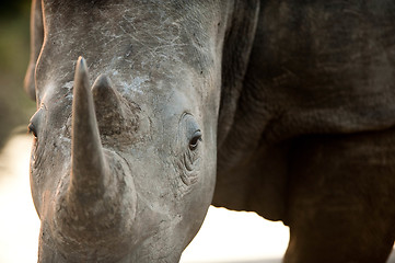 Image showing Rhino head-on