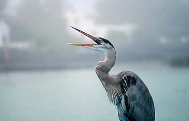 Image showing Great blue heron