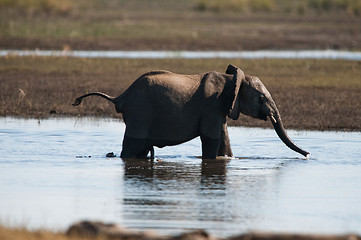 Image showing African bush elephant