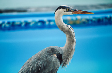 Image showing Great blue heron