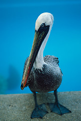 Image showing Pelican