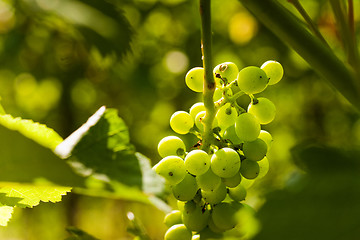 Image showing Grapes growing