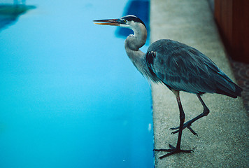 Image showing Great blue heron