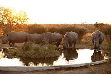 Image showing Rhinos at a watering hole