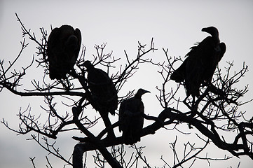 Image showing Vultures in a tree