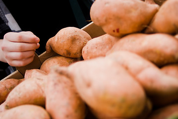 Image showing Choosing potato at market