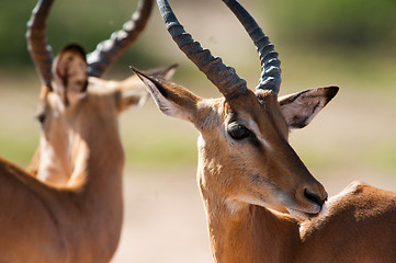 Image showing Impala