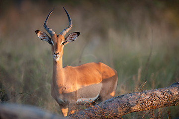 Image showing Impala