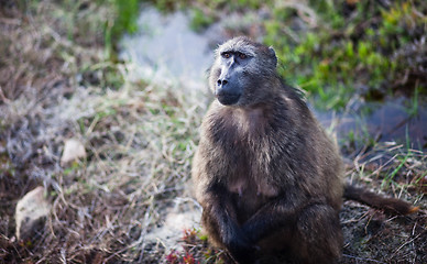 Image showing Baboon