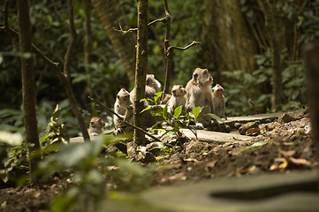 Image showing Group of monkeys