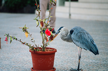 Image showing Great blue heron