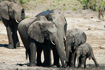 Image showing African bush elephants