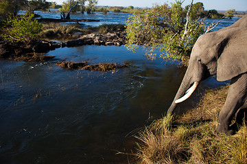 Image showing African bush elephant at river