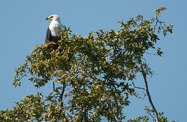 Image showing African fish eagle