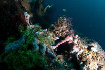 Image showing Underwater coral, fish, and plants in Bali