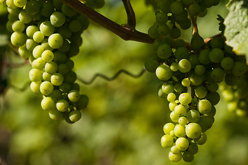 Image showing Grapes growing