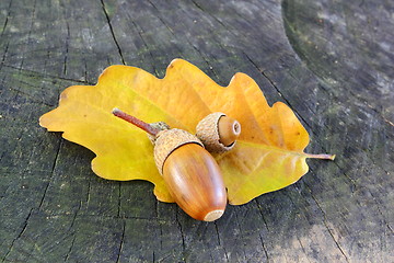 Image showing acorn in autumn