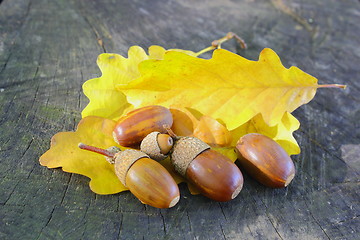 Image showing acorns on yellow leafs