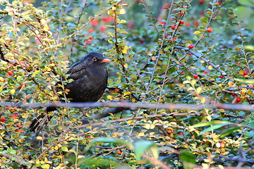 Image showing common blackbird male