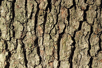 Image showing oak bark texture