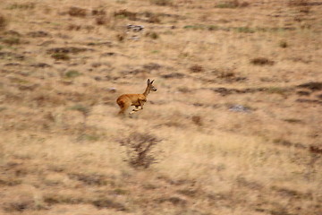 Image showing running deer in the field - motion blur