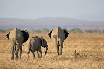 Image showing Wild Elephant