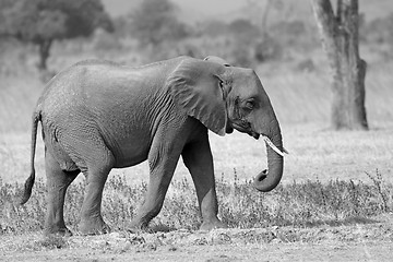 Image showing Wild Elephant