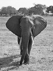 Image showing Wild Elephant