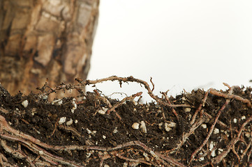 Image showing Roots of a flower isolated