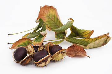 Image showing Chestnuts with shell