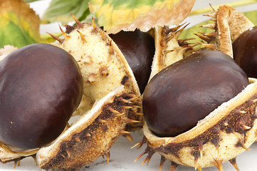 Image showing Chestnuts with shell