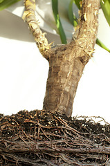 Image showing Roots of a flower