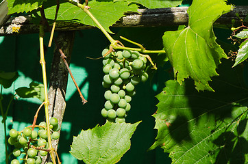 Image showing Raw unripe green bunch of grapes in summer 