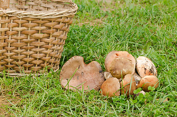 Image showing red cap scaber stalk leccinum aurantiacum mushroom 