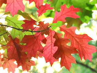 Image showing red maple leaves
