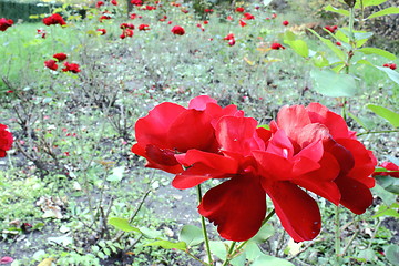 Image showing red rose vintage look