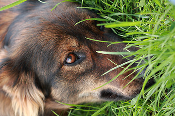 Image showing detail of the brown dog (head)