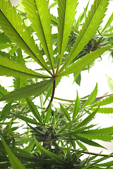 Image showing cannabis plant isolated 