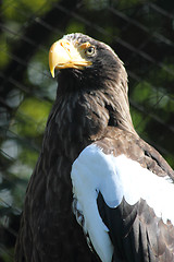Image showing eagle bird 