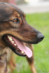 Image showing detail of the brown dog (head)