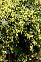 Image showing Pile of green hop cones